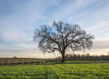 Simi GOLDFIELDS VINEYARD