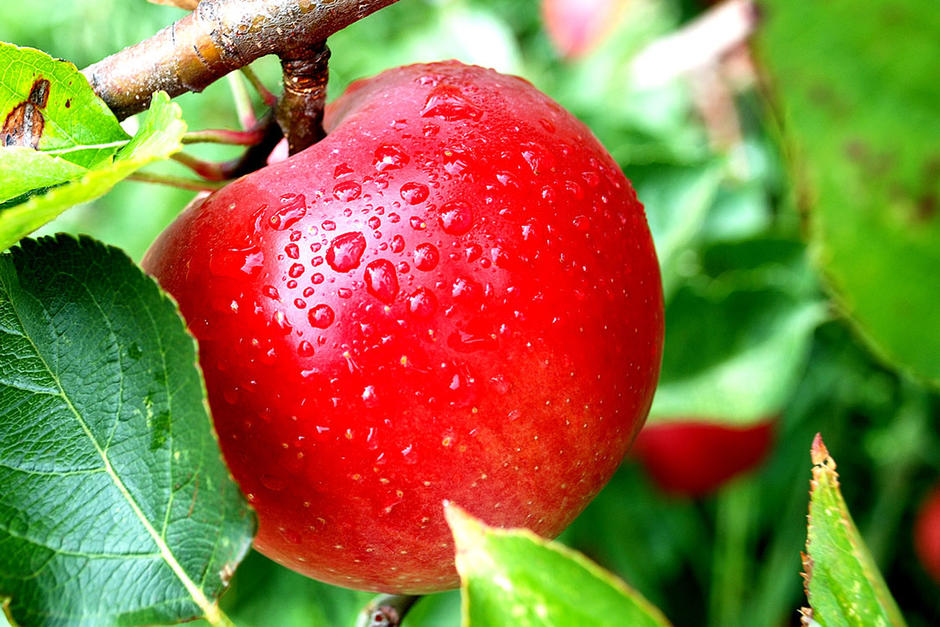 Äpple hos Boulard