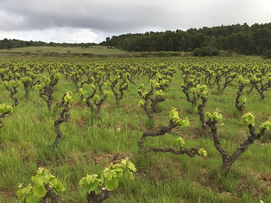 Domaine La Tour Boisée