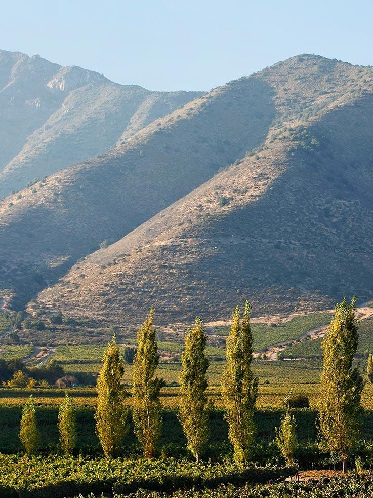 Santa Rita Maipo Vineyard